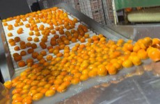 果农称从来不吃“泡药”沃柑 农药标注间隔期是应付检查