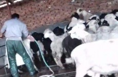 山东冠县3人违法肉羊注水被刑拘 没有发现新增注水问题