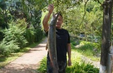 青岛西海岸新区海韵嘉园小区现鳄雀鳝 物业抽水抓捕